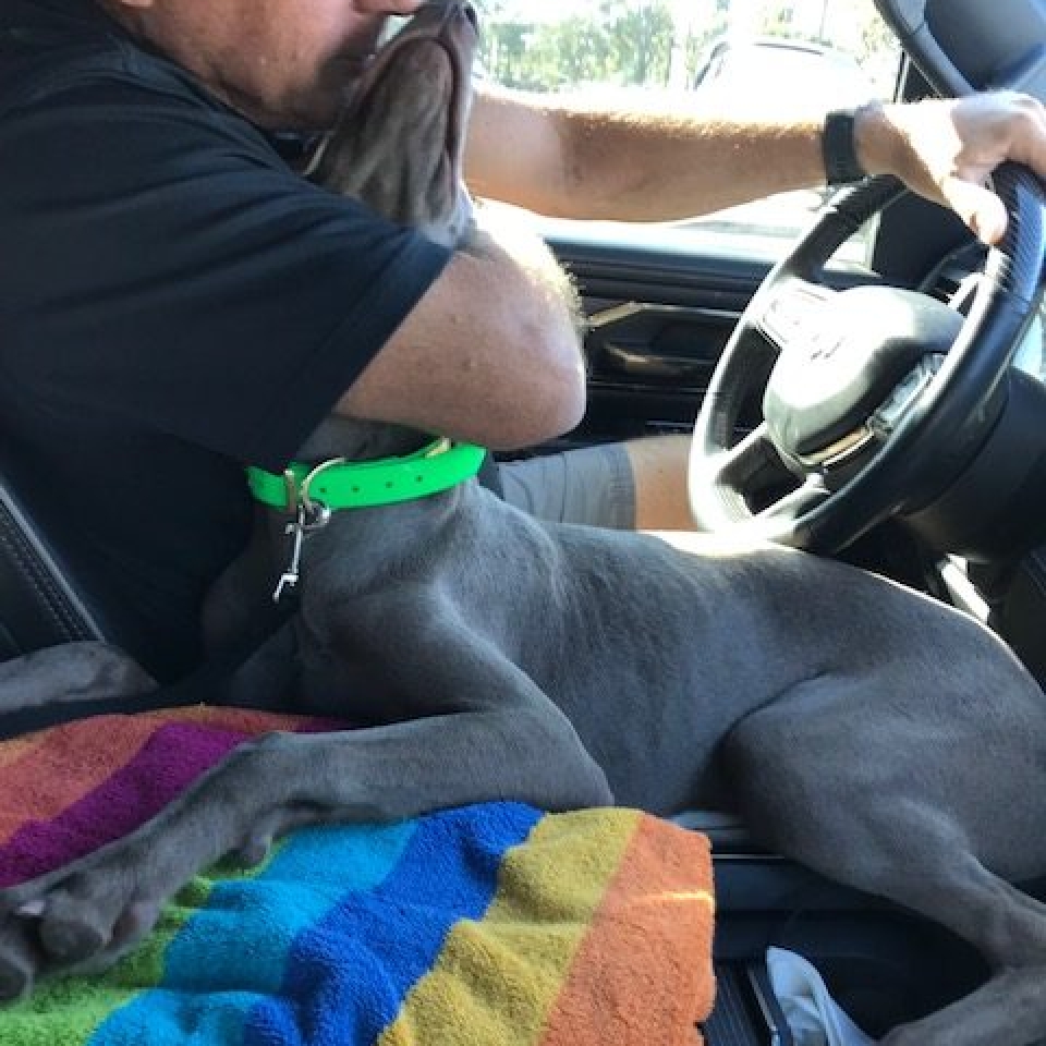 www.barrettweimaraners.com_Barrett Tearin’ offtha Two Trax_25_Dad