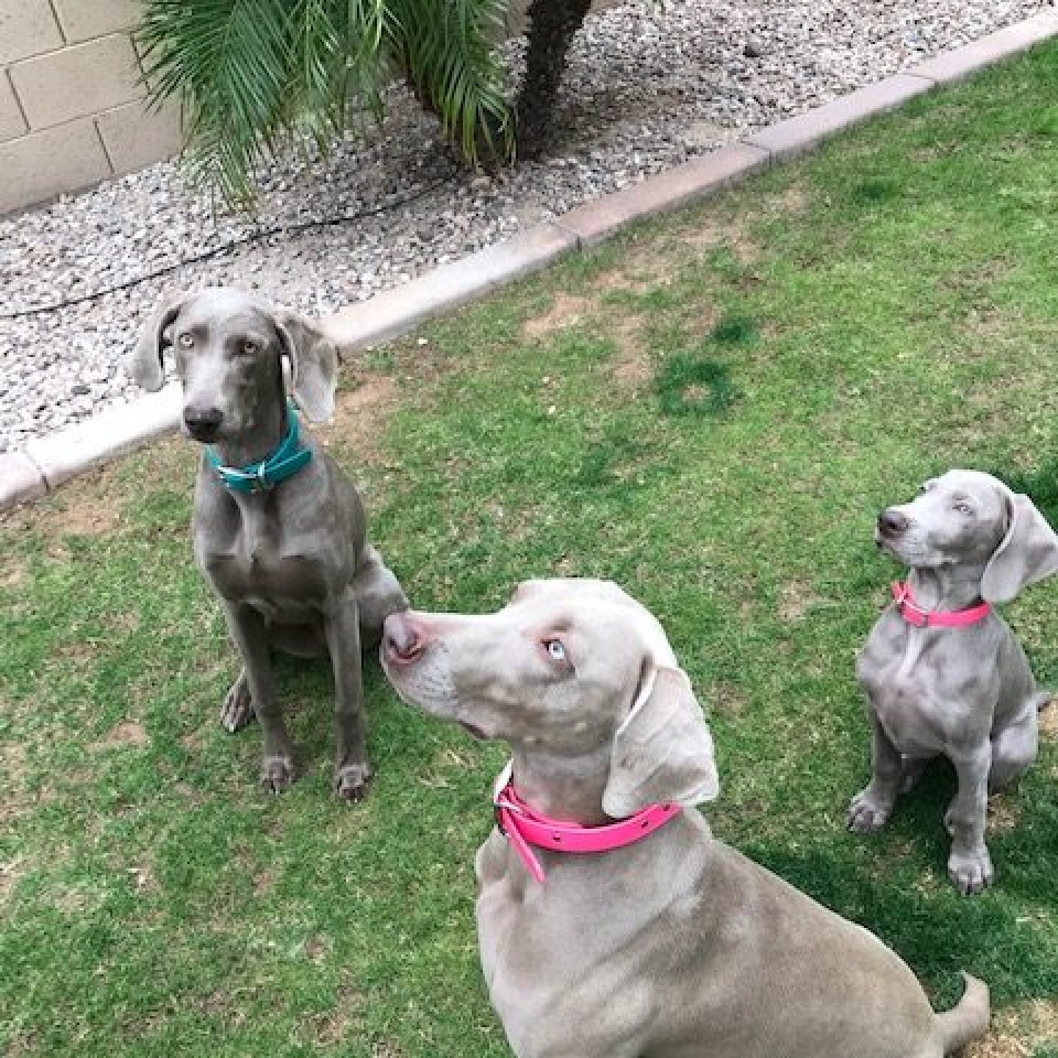 www.barrettweimaraners.com_Barrett Tearin’ offtha Two Trax_28_Home