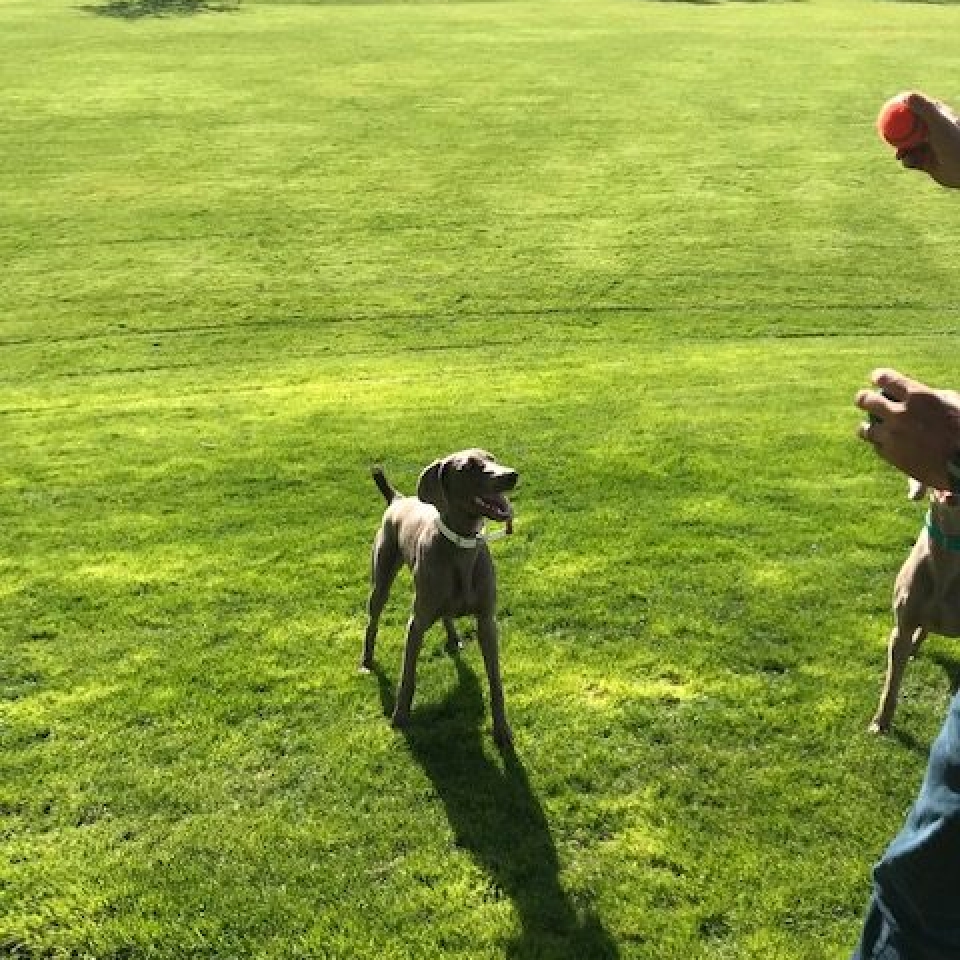 www.barrettweimaraners.com_Barrett Tearin’ offtha Two Trax_31_Outside