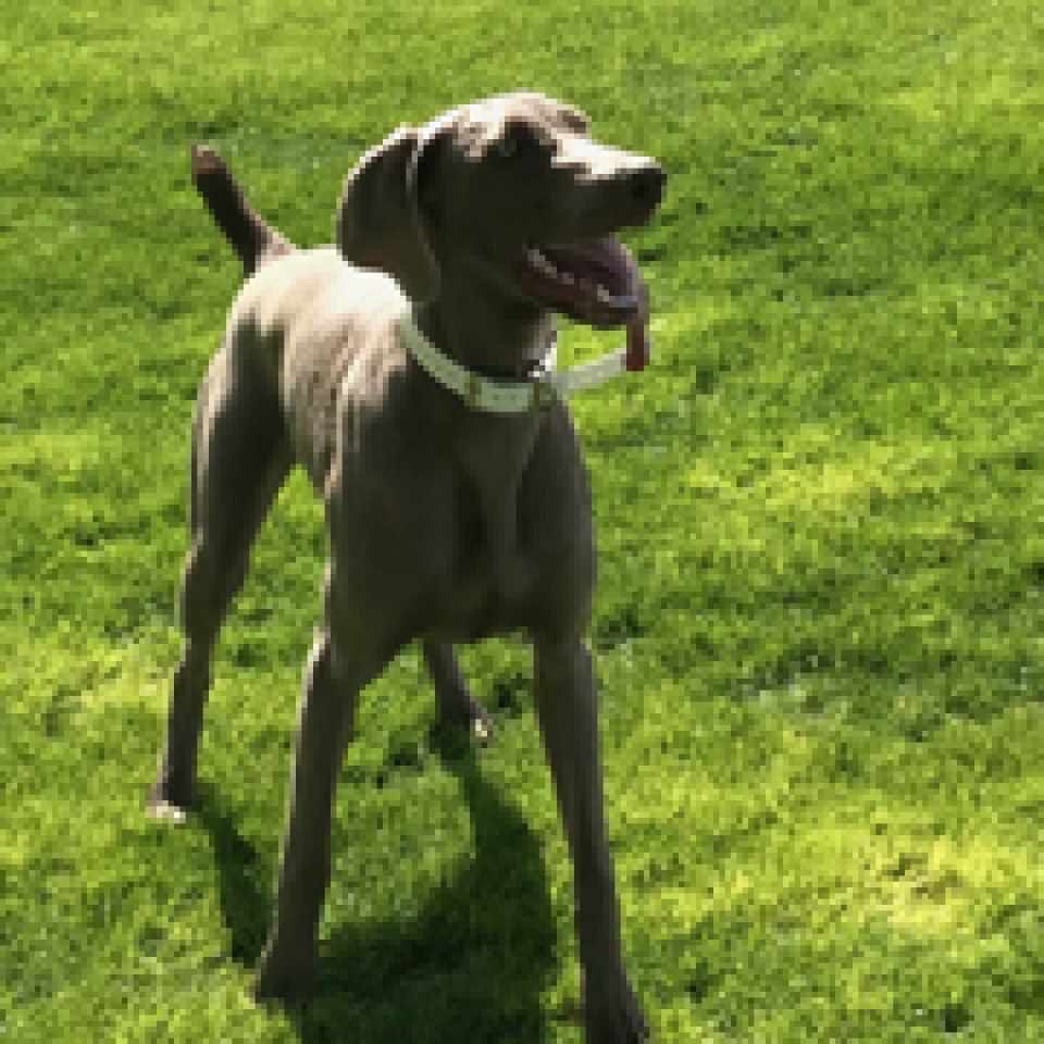www.barrettweimaraners.com_Barrett Tearin’ offtha Two Trax_32_Outside