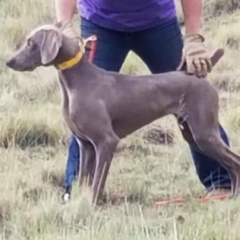 www.barrettweimaraners.com_Barrett Tearin’ offtha Two Trax_33_Summer-Camp