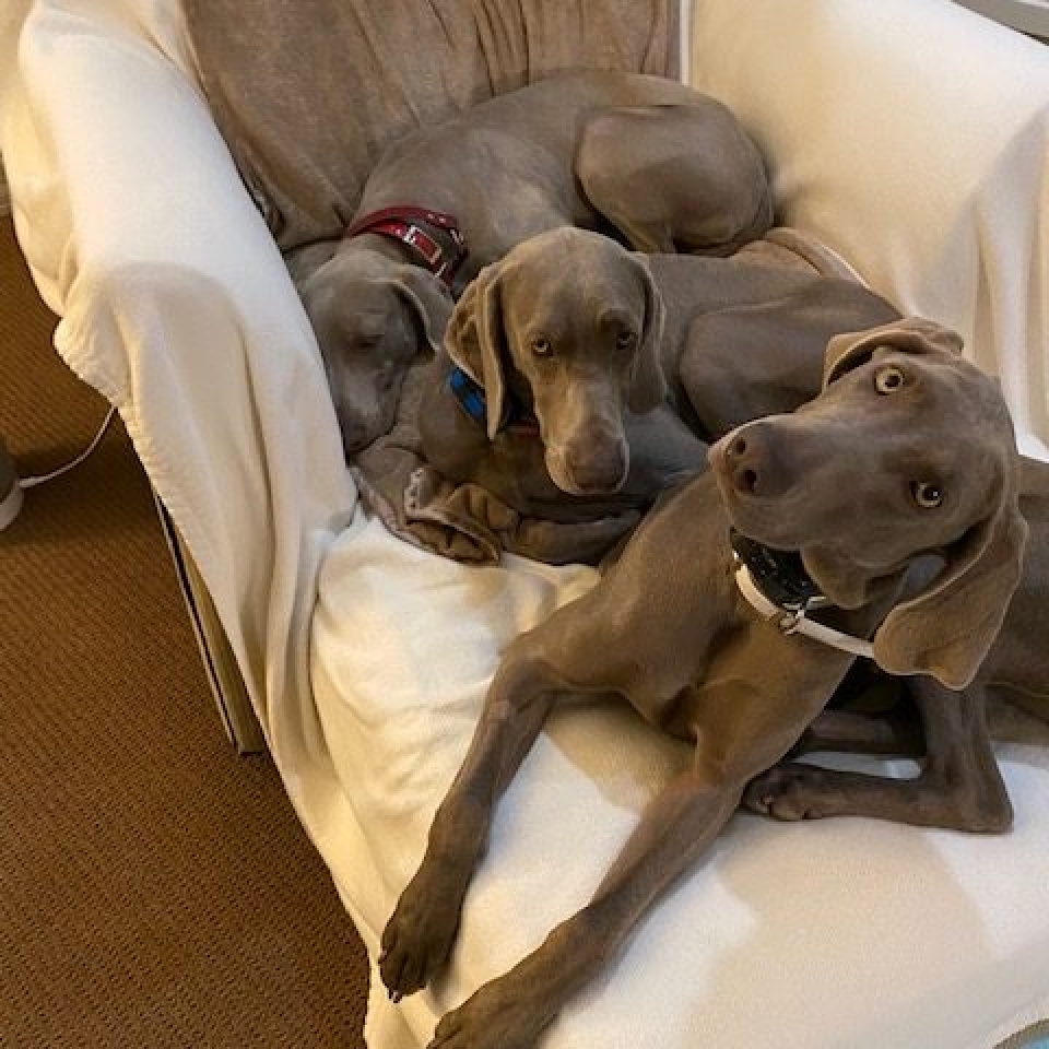 www.barrettweimaraners.com_Barrett Tearin’ offtha Two Trax_34_Home