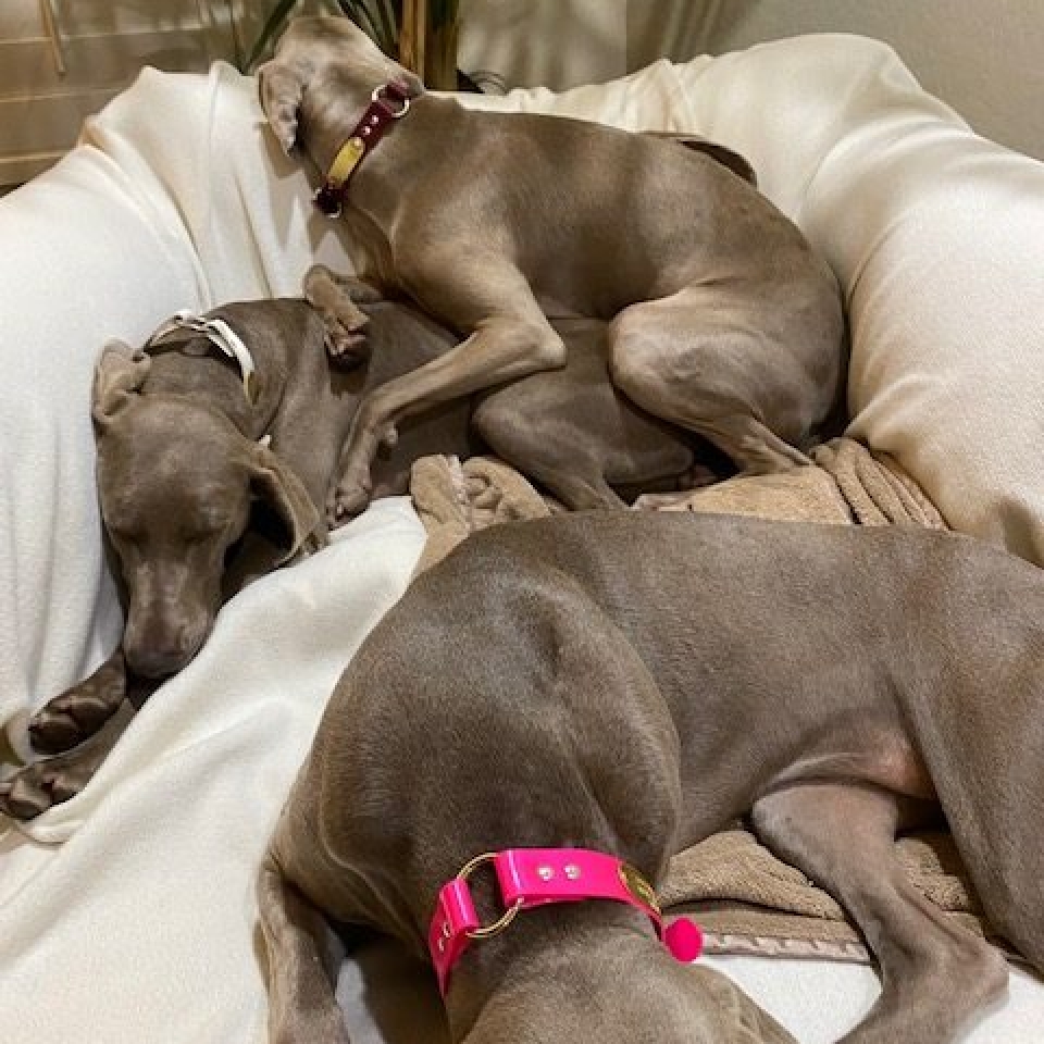 www.barrettweimaraners.com_Barrett Tearin’ offtha Two Trax_35_Home