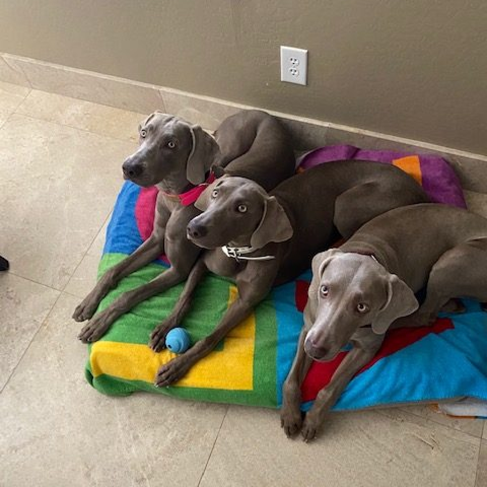 www.barrettweimaraners.com_Barrett Tearin’ offtha Two Trax_36_Home