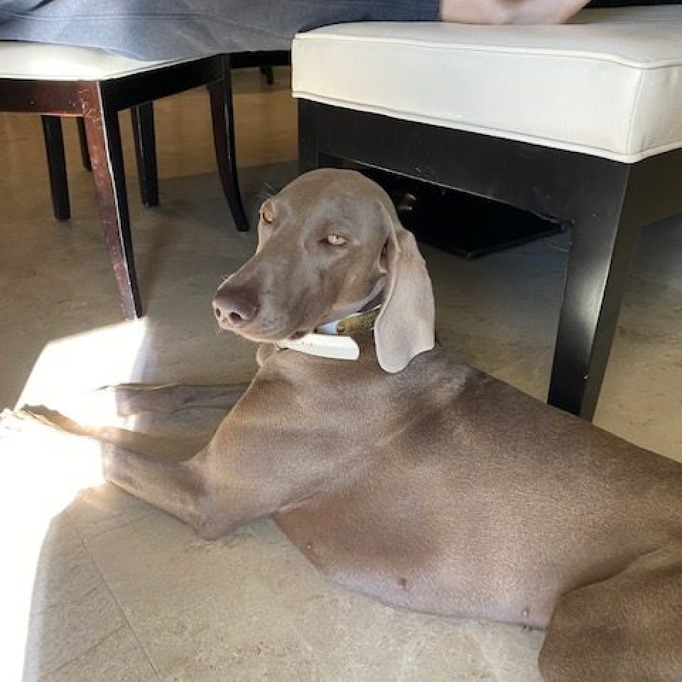 www.barrettweimaraners.com_Barrett Tearin’ offtha Two Trax_37_Home