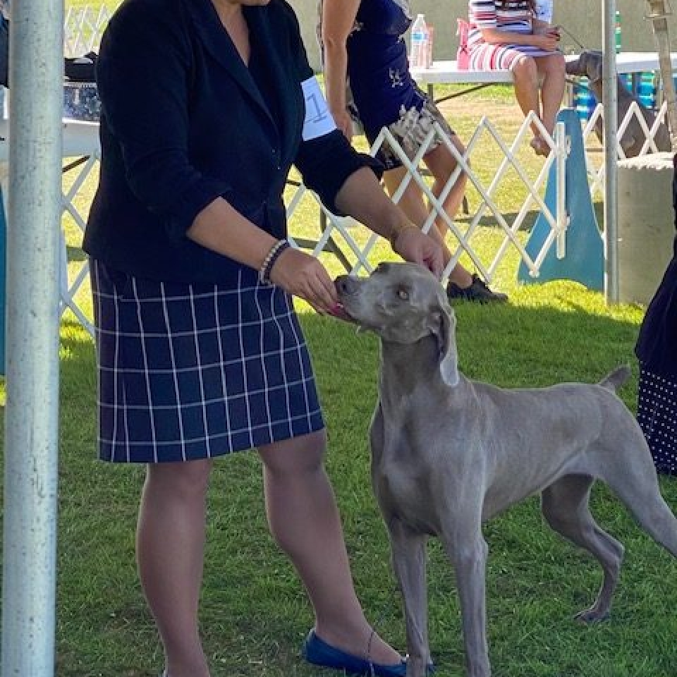 www.barrettweimaraners.com_Barrett Tearin’ offtha Two Trax_39_Dog Show