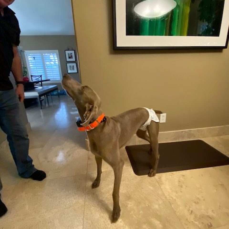 www.barrettweimaraners.com_Barrett Tearin’ offtha Two Trax_40_Britches