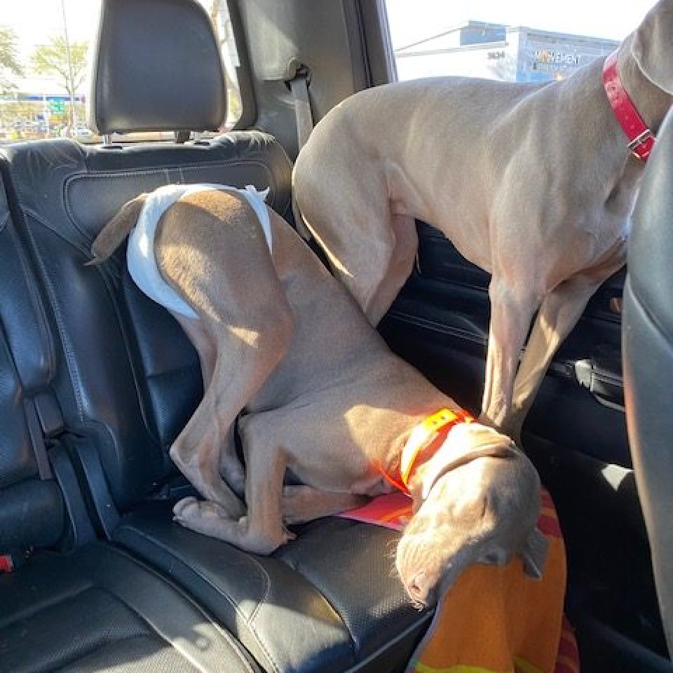 www.barrettweimaraners.com_Barrett Tearin’ offtha Two Trax_41_Car