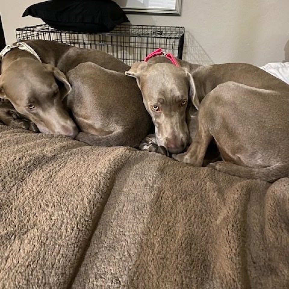 www.barrettweimaraners.com_Barrett Tearin’ offtha Two Trax_43_Home