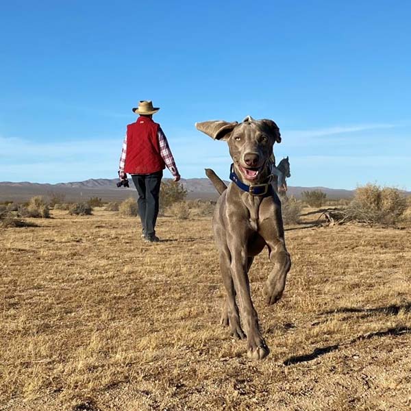 www.barrettweimaraners.com_2020-11-10_IMG_6229