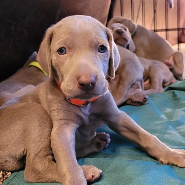 www.barrettweimaraners.com_Kirby-Mattie_2020-12-13_01_IMG_1313