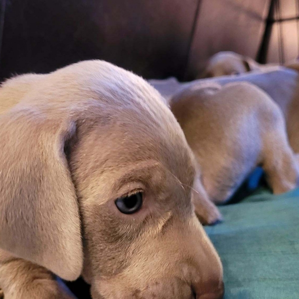 www.barrettweimaraners.com_Kirby-Mattie_2020-12-13_02_IMG_1312