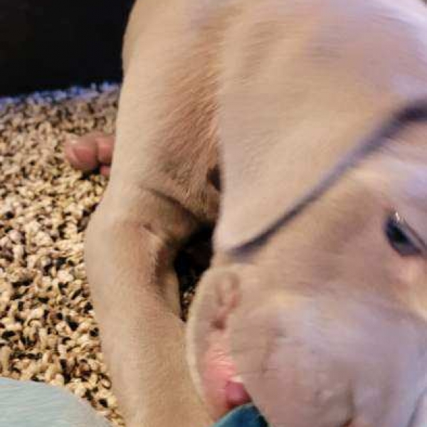 www.barrettweimaraners.com_Kirby-Mattie_2020-12-13_03_IMG_1311