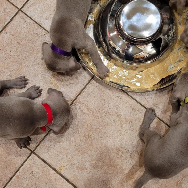 www.barrettweimaraners.com_Kirby-Mattie_2020-12-13_04_IMG_1310