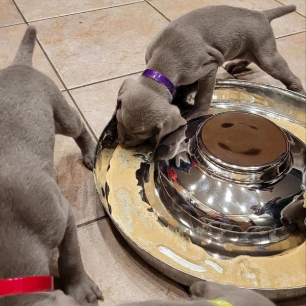 www.barrettweimaraners.com_Kirby-Mattie_2020-12-13_05_IMG_1309