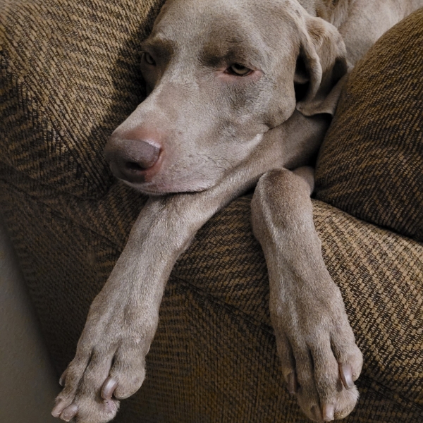 www.barrettweimaraners.com_Kirby-Mattie_2020-12-13_07_IMG_1307