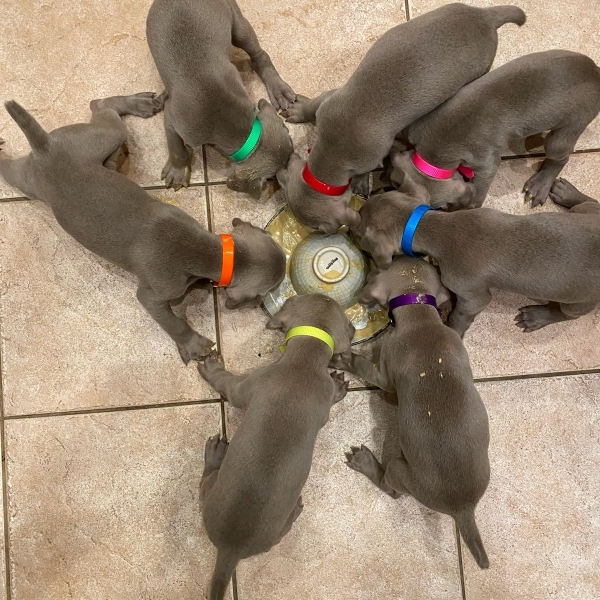 www.barrettweimaraners.com_Kirby-Mattie_2020-12-14_01_IMG_1306