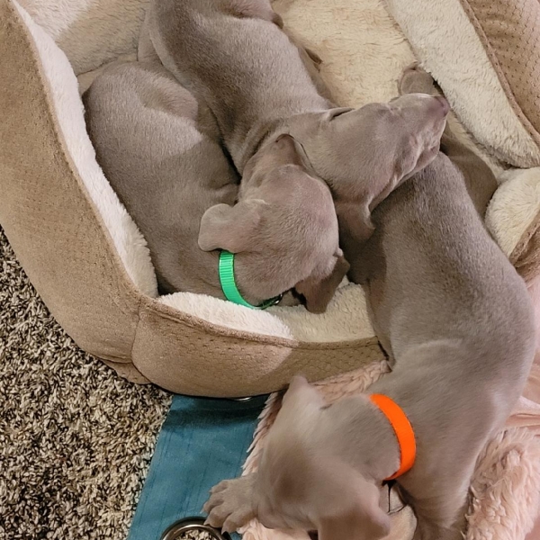 www.barrettweimaraners.com_Kirby-Mattie_2020-12-16_01_IMG_1305