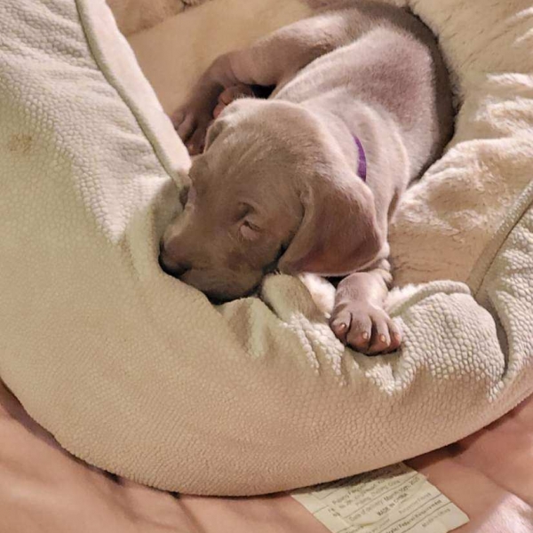 www.barrettweimaraners.com_Kirby-Mattie_2020-12-16_02_IMG_1304