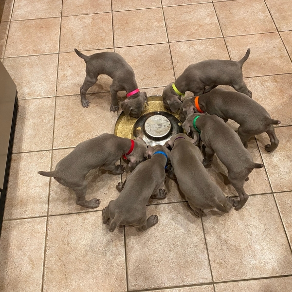 www.barrettweimaraners.com_Kirby-Mattie_2020-12-21_01_IMG_1303