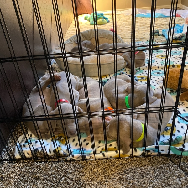 www.barrettweimaraners.com_Kirby-Mattie_2020-12-21_02_IMG_1316