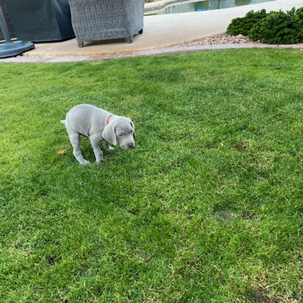 www.barrettweimaraners.com_Kirby-Mattie_2020-12-21_03_IMG_1317
