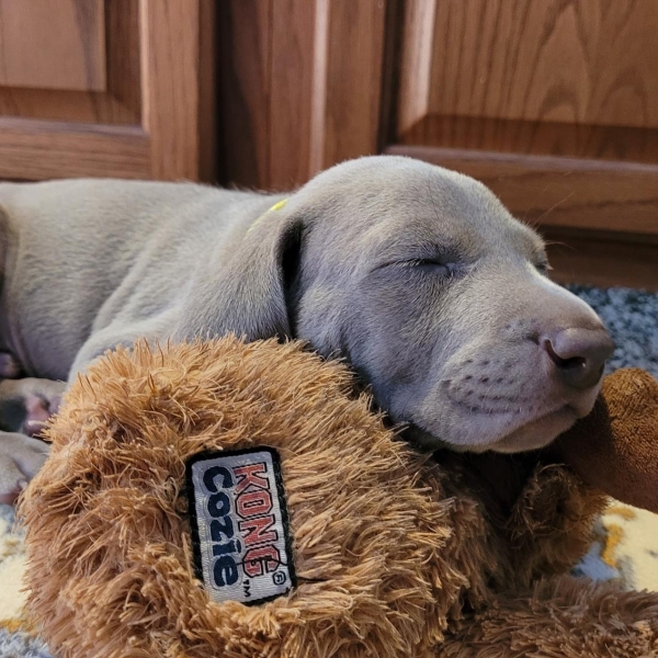 www.barrettweimaraners.com_Kirby-Mattie_2020-12-24_01_IMG_1367