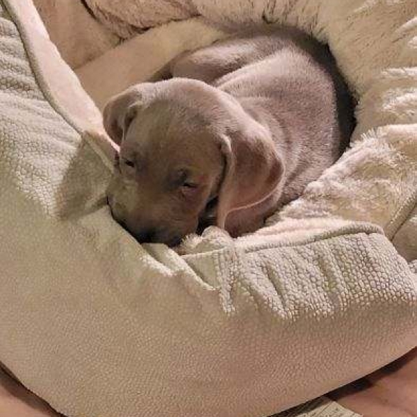 www.barrettweimaraners.com_Kirby-Mattie_2020-12-24_02_IMG_1366