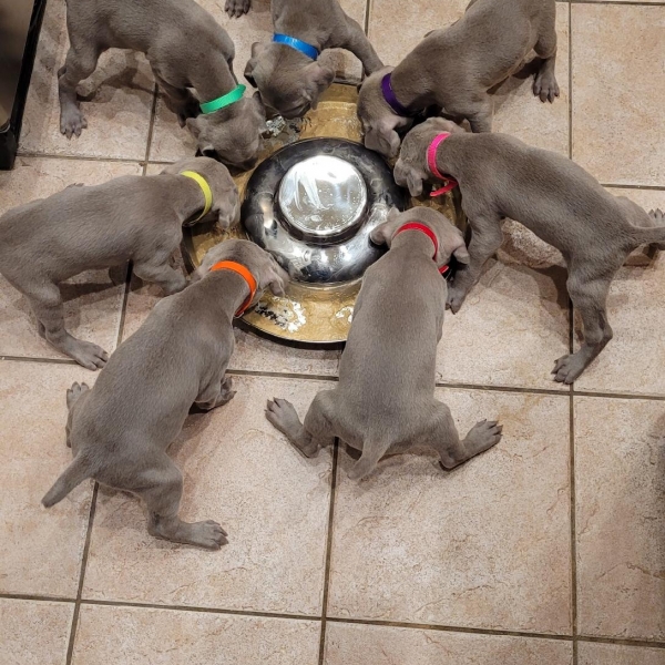 www.barrettweimaraners.com_Kirby-Mattie_2020-12-24_03_IMG_1365