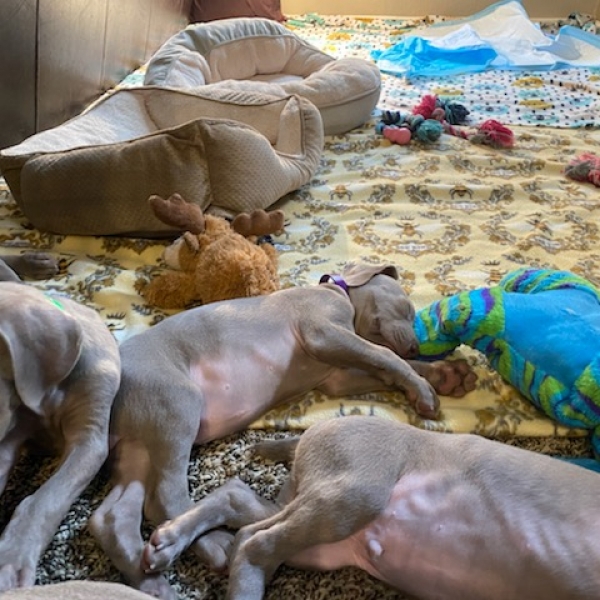 www.barrettweimaraners.com_Kirby-Mattie_2020-12-24_05_IMG_1363