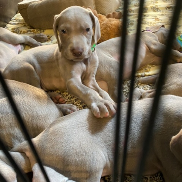 www.barrettweimaraners.com_Kirby-Mattie_2020-12-24_06_IMG_1362
