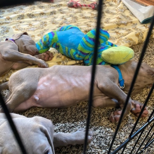 www.barrettweimaraners.com_Kirby-Mattie_2020-12-24_07_IMG_1361
