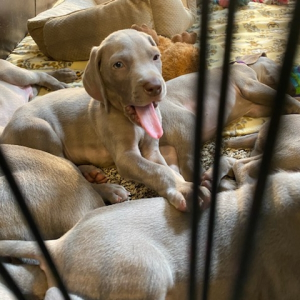 www.barrettweimaraners.com_Kirby-Mattie_2020-12-24_08_IMG_1360