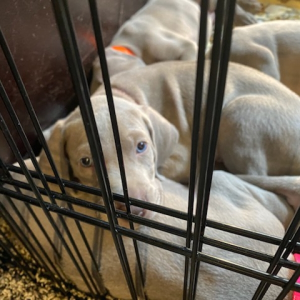 www.barrettweimaraners.com_Kirby-Mattie_2020-12-24_09_IMG_1359
