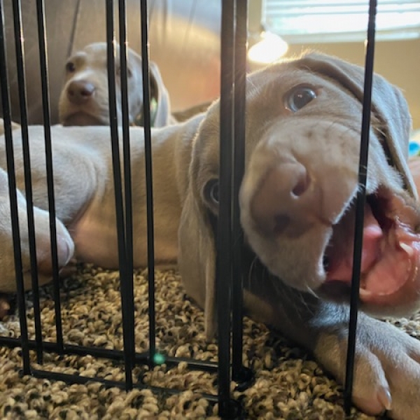 www.barrettweimaraners.com_Kirby-Mattie_2020-12-24_10_IMG_1358