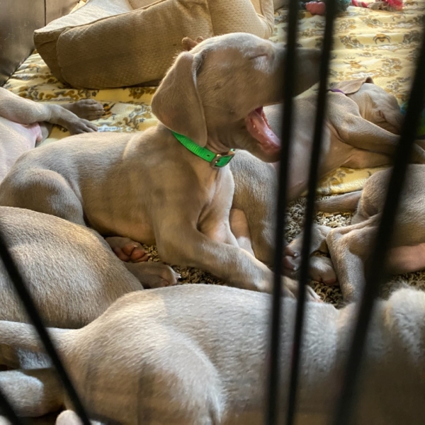 www.barrettweimaraners.com_Kirby-Mattie_2020-12-24_12_IMG_1356