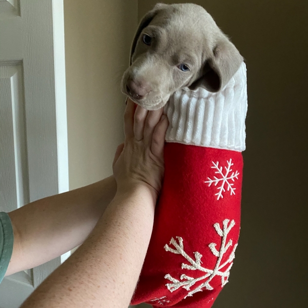 www.barrettweimaraners.com_Kirby-Mattie_2020-12-24_13_IMG_1355