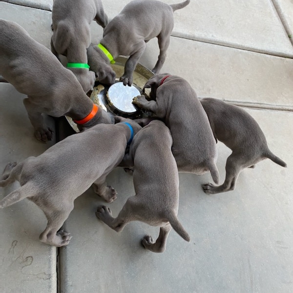 www.barrettweimaraners.com_Kirby-Mattie_2020-12-24_14_IMG_1353