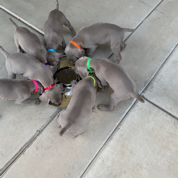 www.barrettweimaraners.com_Kirby-Mattie_2020-12-24_15_IMG_1352