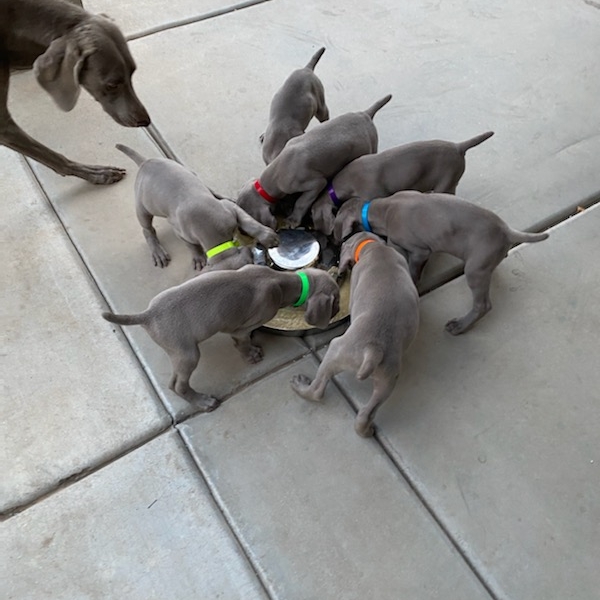 www.barrettweimaraners.com_Kirby-Mattie_2020-12-24_16_IMG_1351