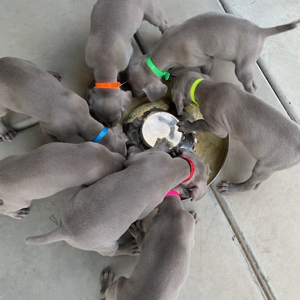 www.barrettweimaraners.com_Kirby-Mattie_2020-12-24_17_IMG_1350