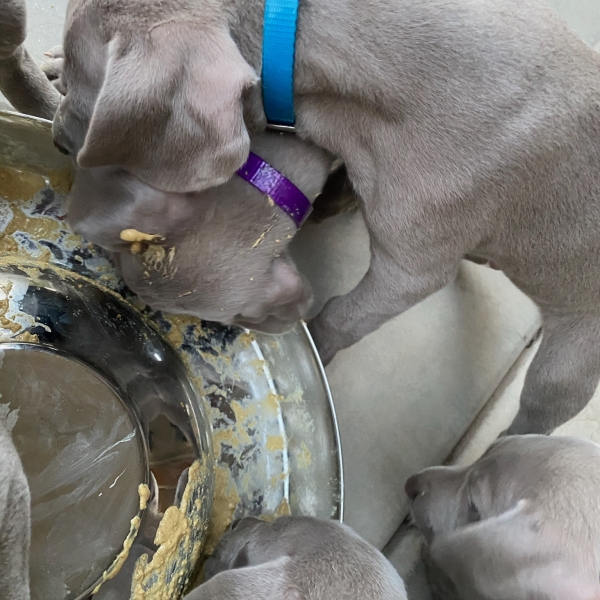 www.barrettweimaraners.com_Kirby-Mattie_2020-12-24_18_IMG_1349