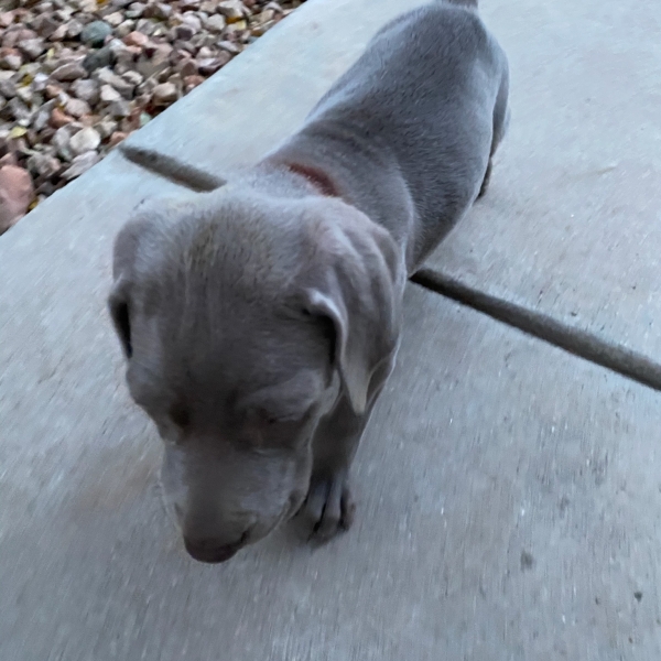 www.barrettweimaraners.com_Kirby-Mattie_2020-12-24_19_IMG_1348