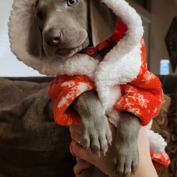 www.barrettweimaraners.com_Kirby-Mattie_2020-12-24_20_IMG_1347