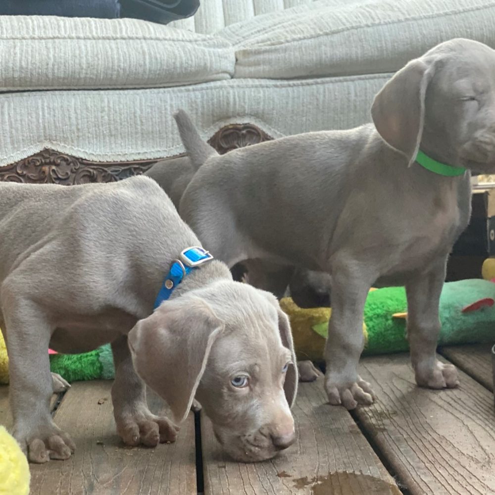www.barrettweimaraners.com_Louie-Mango_2021-09-08_Day_47_06