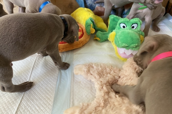 www.barrettweimaraners.com_Baja-Brandy_2021-06-10_Day-31_01