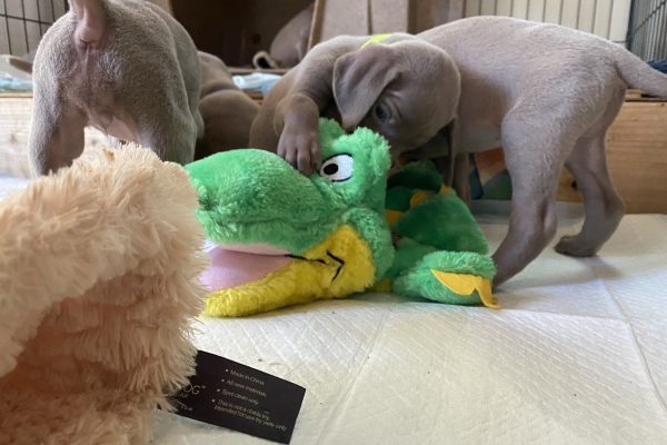 www.barrettweimaraners.com_Baja-Brandy_2021-06-10_Day-31_02