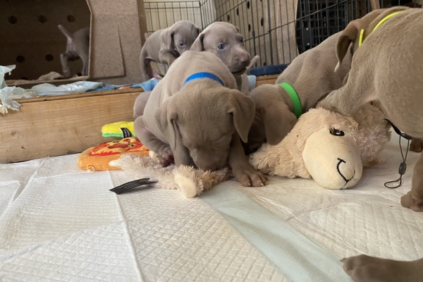 www.barrettweimaraners.com_Baja-Brandy_2021-06-10_Day-31_03