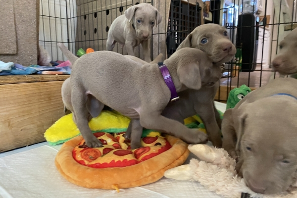 www.barrettweimaraners.com_Baja-Brandy_2021-06-10_Day-31_04