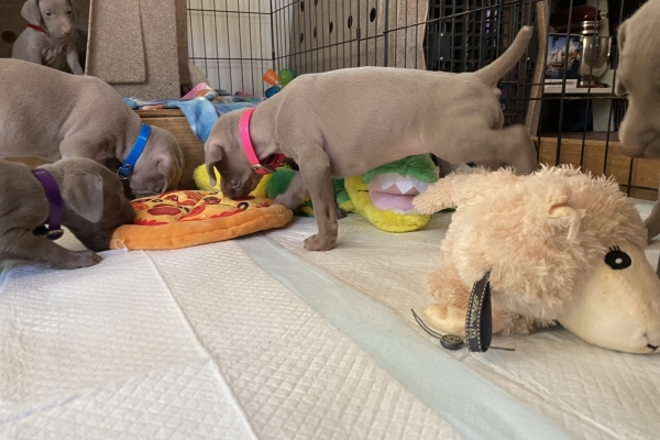 www.barrettweimaraners.com_Baja-Brandy_2021-06-10_Day-31_05
